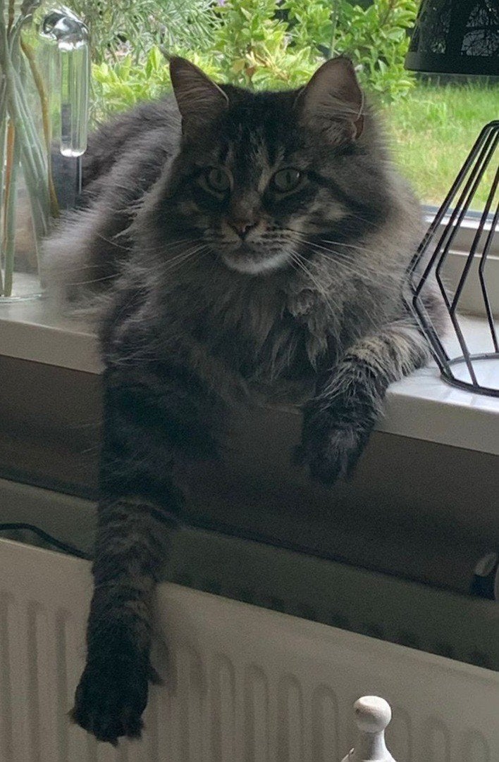 gezocht; langhaar dekkater., Dieren en Toebehoren, Poes