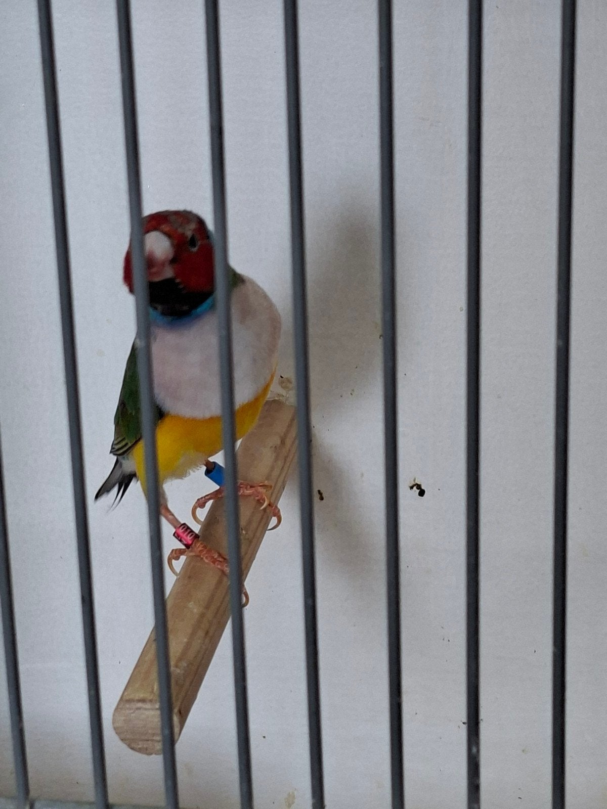 witborst roodkop gouldamedine man, Dieren en Toebehoren, Vogels | Overige Vogels, Mannelijk