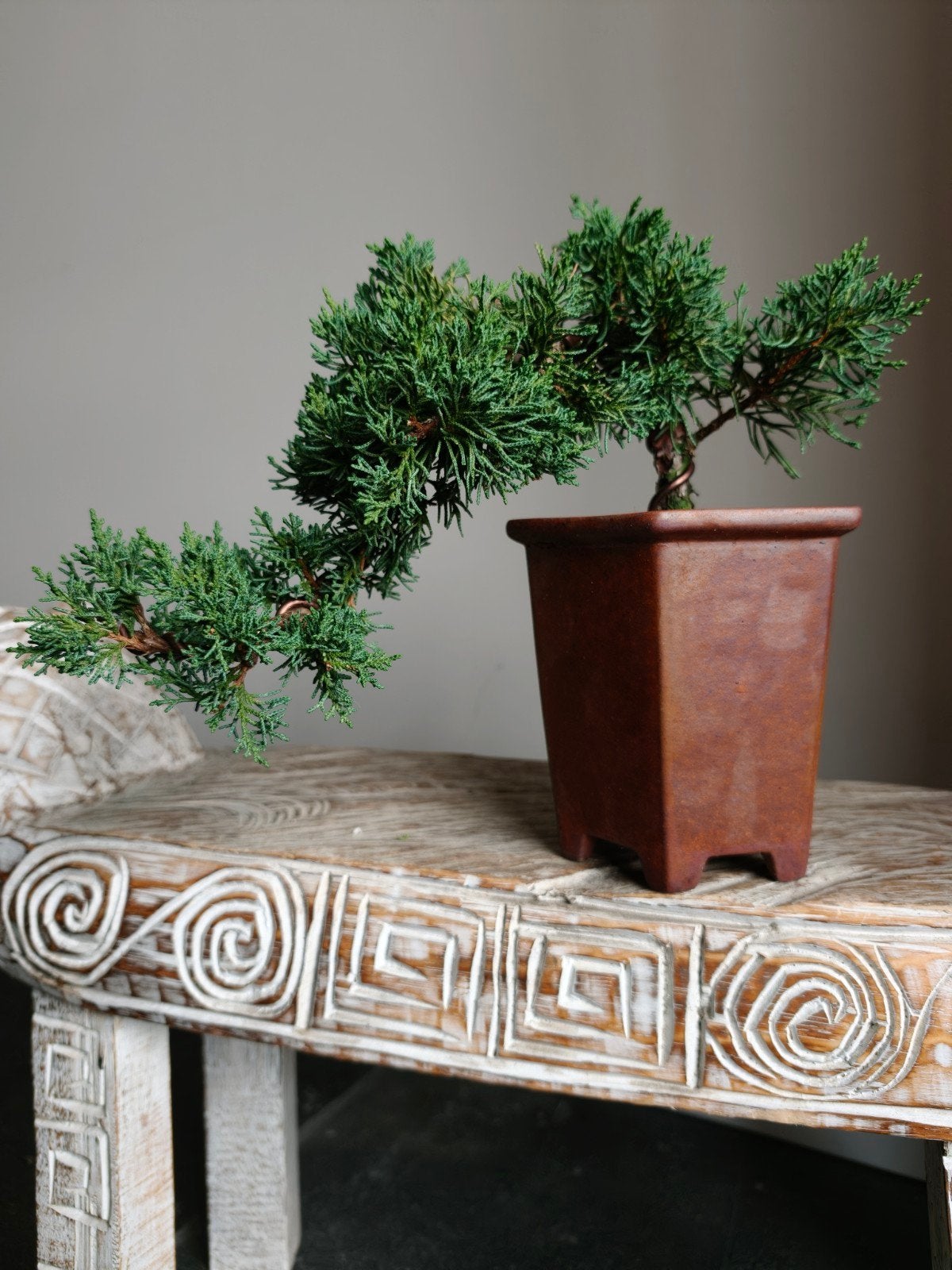Juniperus Chinensis Kyushu bonsai, Tuin en Terras, Bloeit niet, Halfschaduw, Minder dan 100 cm, Overige soorten