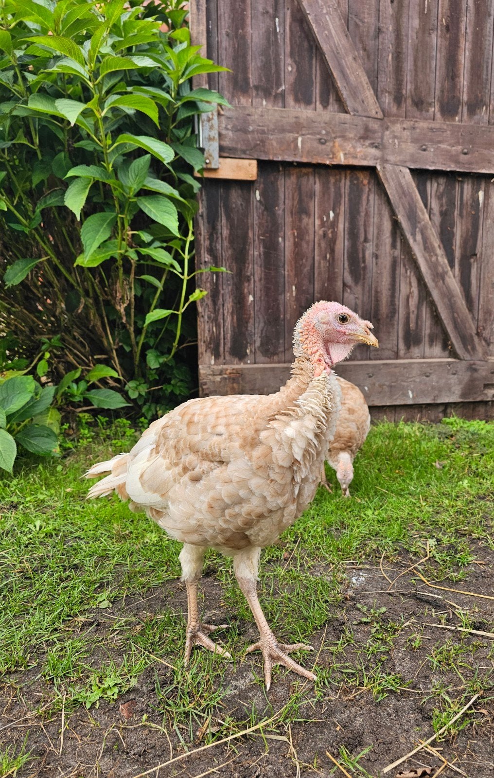 aangeboden: 2 mooie stel jonge rode kalkoenen, Meerdere dieren, Kalkoen