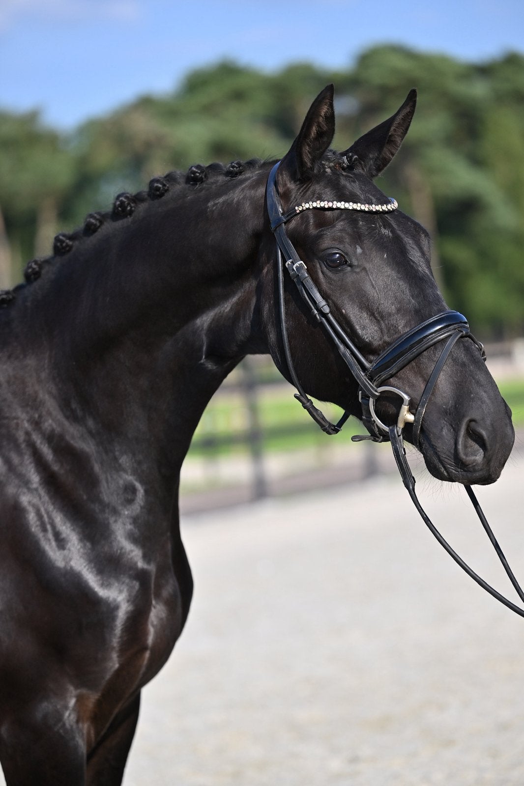 ‼️ Knappe 3 jarige ruin Te Koop, Met stamboom, Ruin, Dressuurpaard, 3 tot 6 jaar