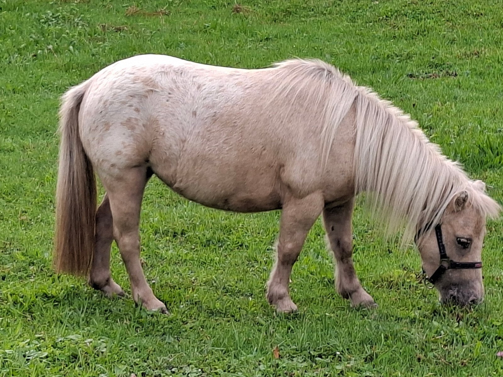 appaloosa palomino merrie, Dieren en Toebehoren, Merrie