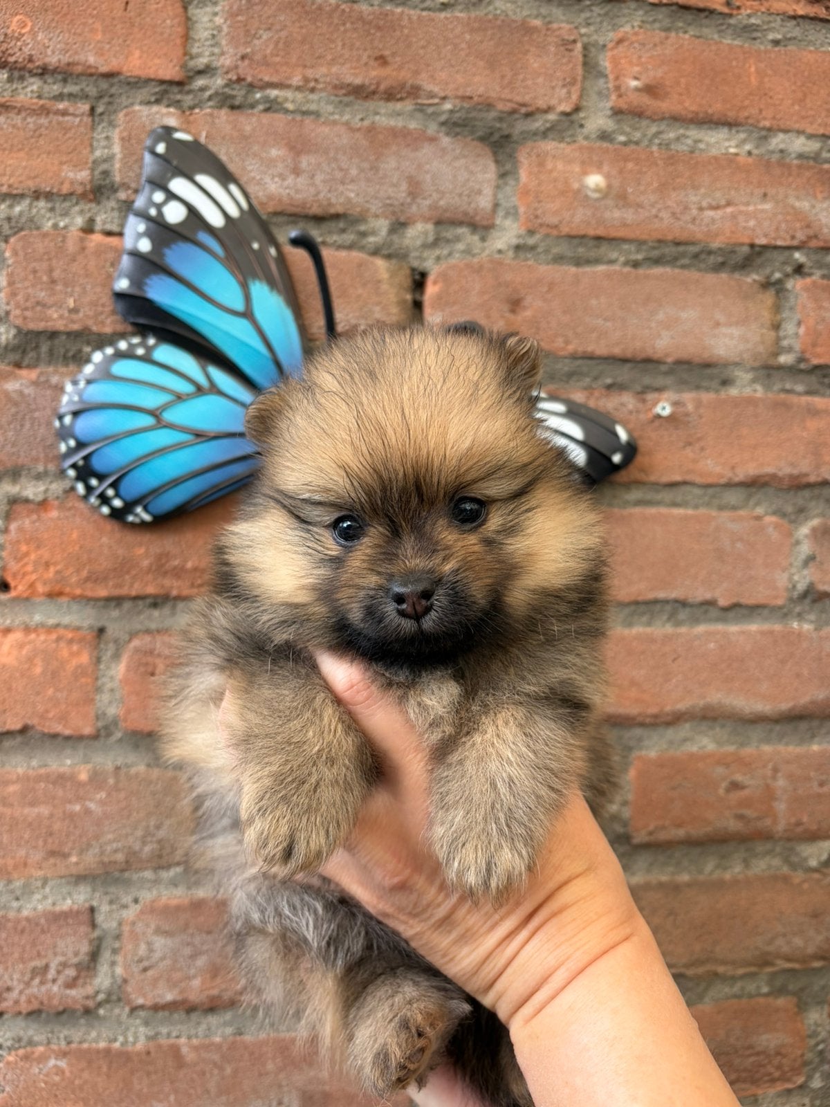 Pomeriaan pups, Dieren en Toebehoren, Parvo, Overige rassen, 8 tot 15 weken, Teef