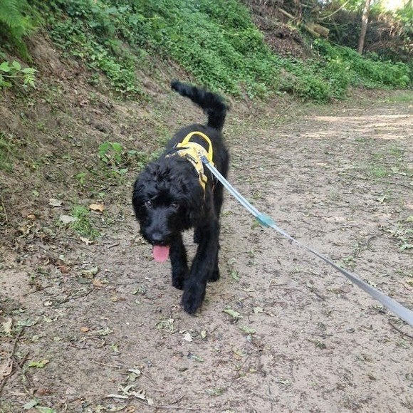 Lieve Labradoodle pup  zoek 5 sterren huisje, Dieren en Toebehoren, Honden | Niet-rashonden, Parvo, 15 weken tot 1 jaar, Reu, Eén hond
