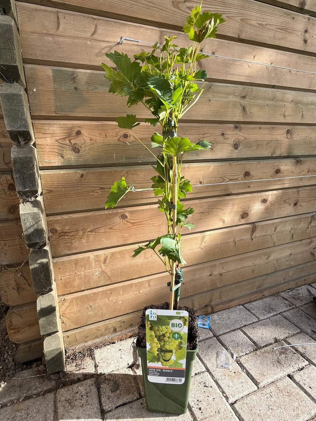 Bianca Druif (Vitis Vinifera 'Bianca') - 90 cm - Intratuin, Ophalen, Minder dan 100 cm, Lente, Overige soorten