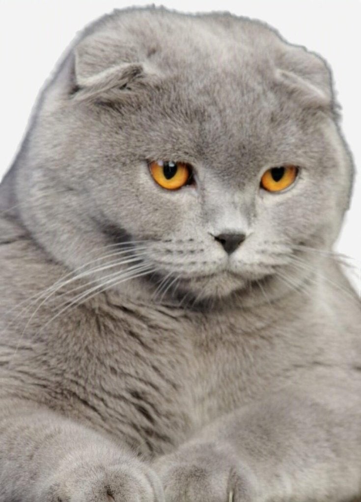 Gezocht kat vermist, Dieren en Toebehoren, Kater, Gechipt