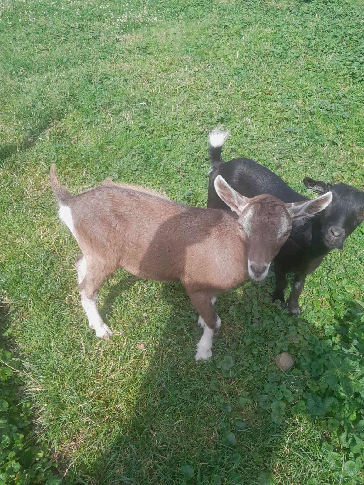 te koop toggenburgerbok,  hoornloos, Mannelijk, Geit