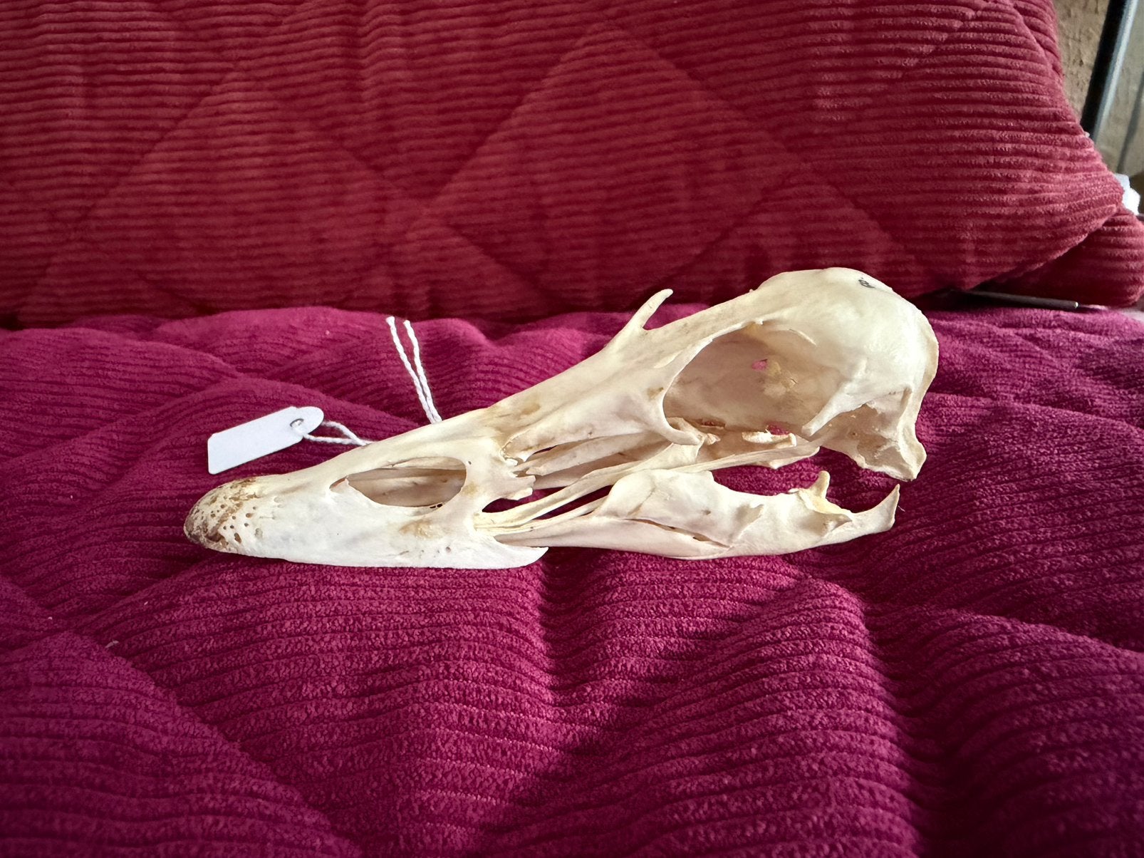 Schedel Eidereend, Verzamelen, Ophalen of Verzenden, Zo goed als nieuw, Vogel, Schedel