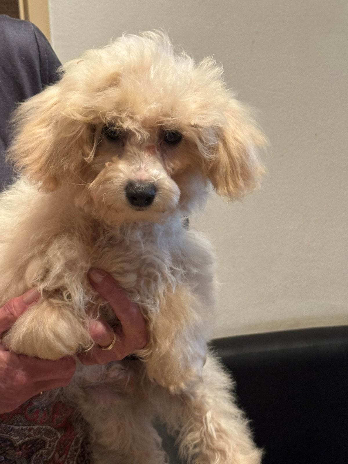 Lief puber Maltipoo reutje! Nagenoeg zindelijk., Dieren en Toebehoren, Honden | Chihuahua's en Gezelschapshonden, Poedel, Parvo