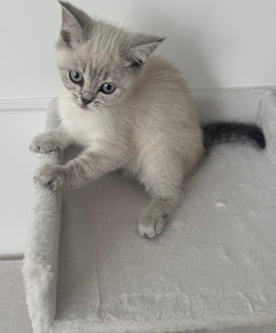 Britse korthaar colour point 100% ras, Poes, Gechipt, 0 tot 2 jaar