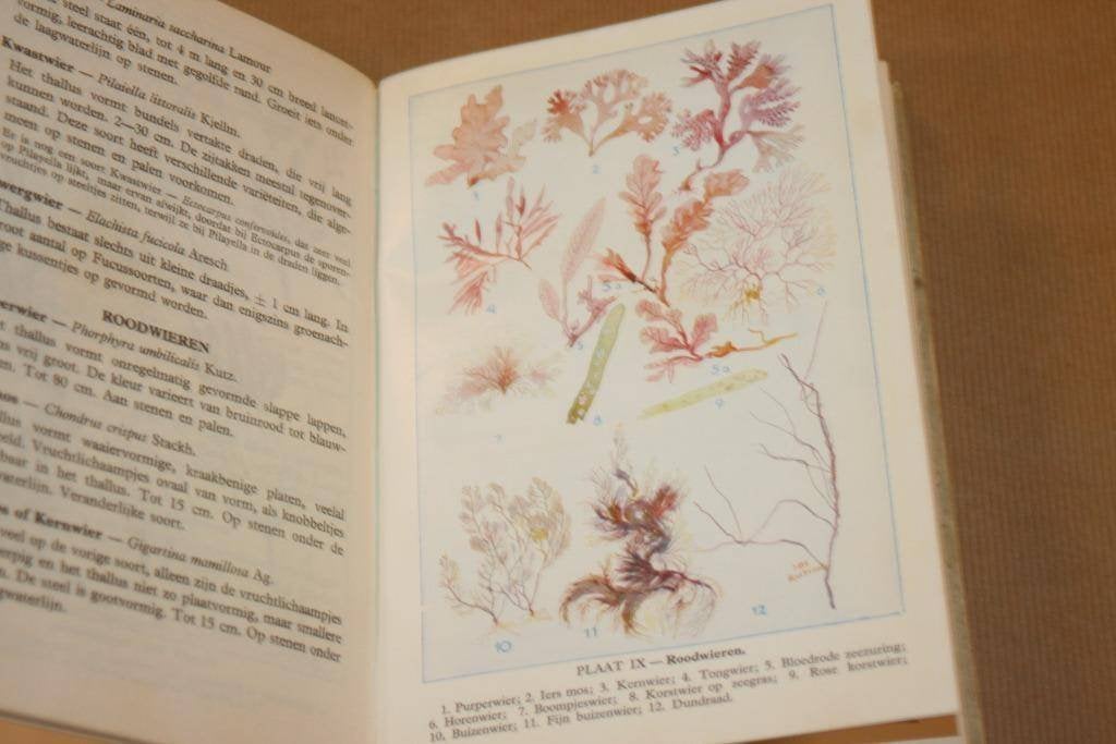 Wat vind ik aan het strand? - Excursieboek Noordzeekust 1963, Boeken, Natuur, Ophalen of Verzenden, Gelezen
