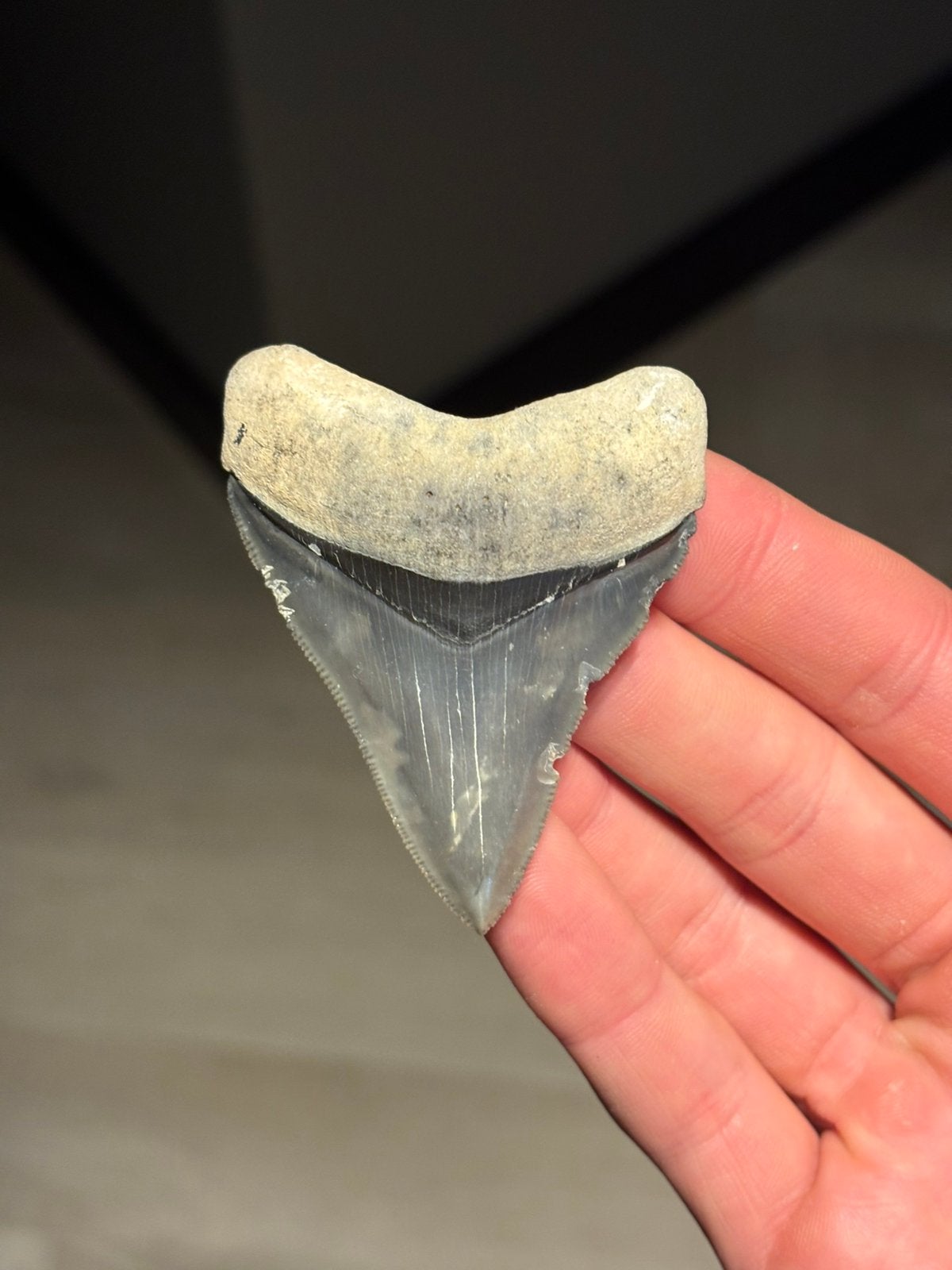 Megalodon haaientand fossiel Bone Valley, Verzamelen, Ophalen of Verzenden, Fossiel
