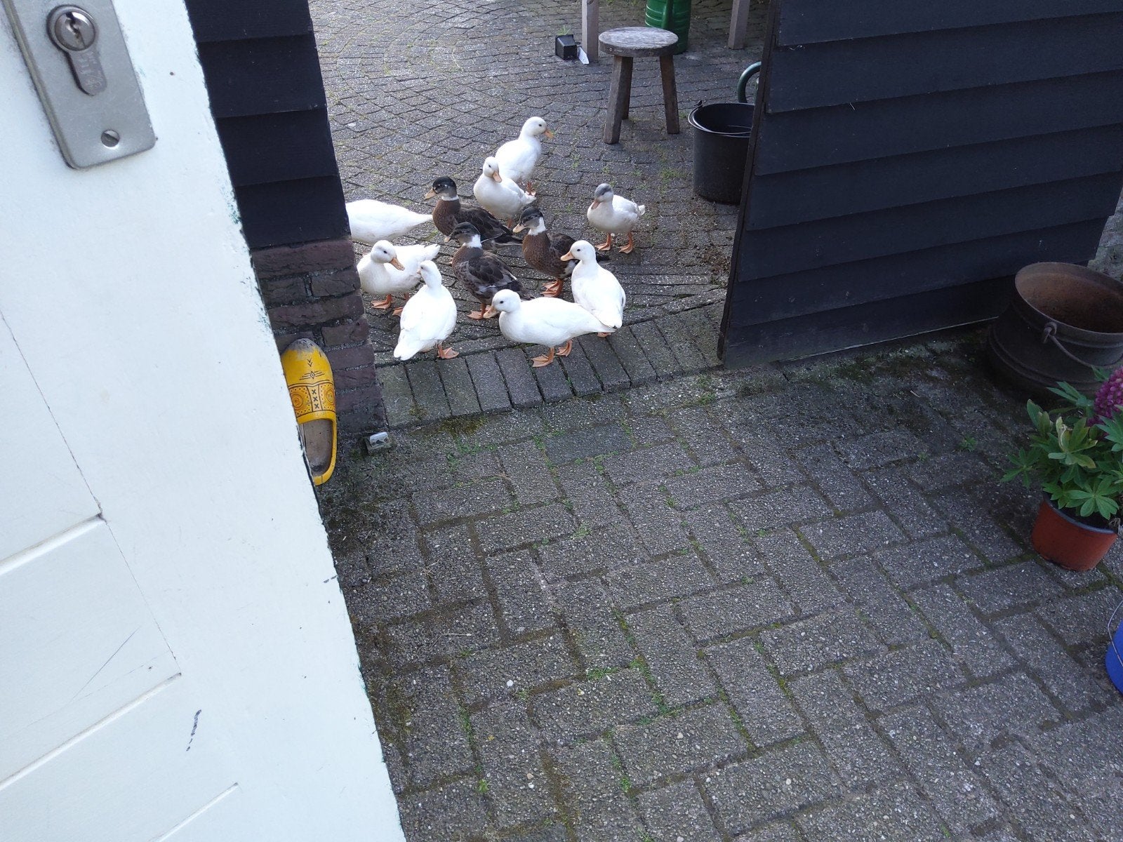 Kwakertjes, Geslacht onbekend, Kip