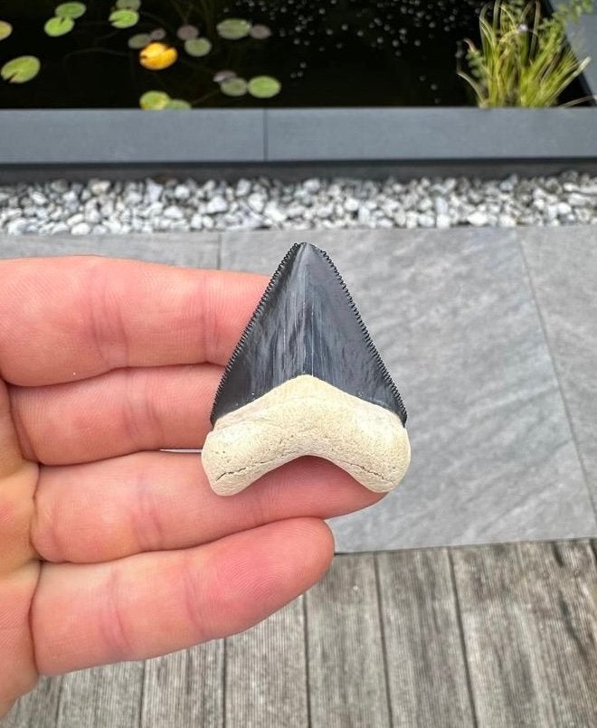 Otodus megalodon tand, Bone Valley Florida, Verzamelen, Mineralen en Fossielen, Ophalen of Verzenden, Fossiel