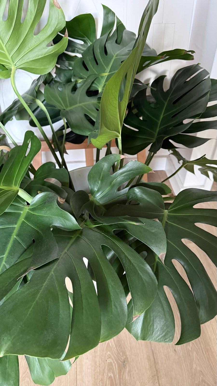 Monstera stekjes te koop, Groene kamerplant, Ophalen, Overige soorten, Halfschaduw