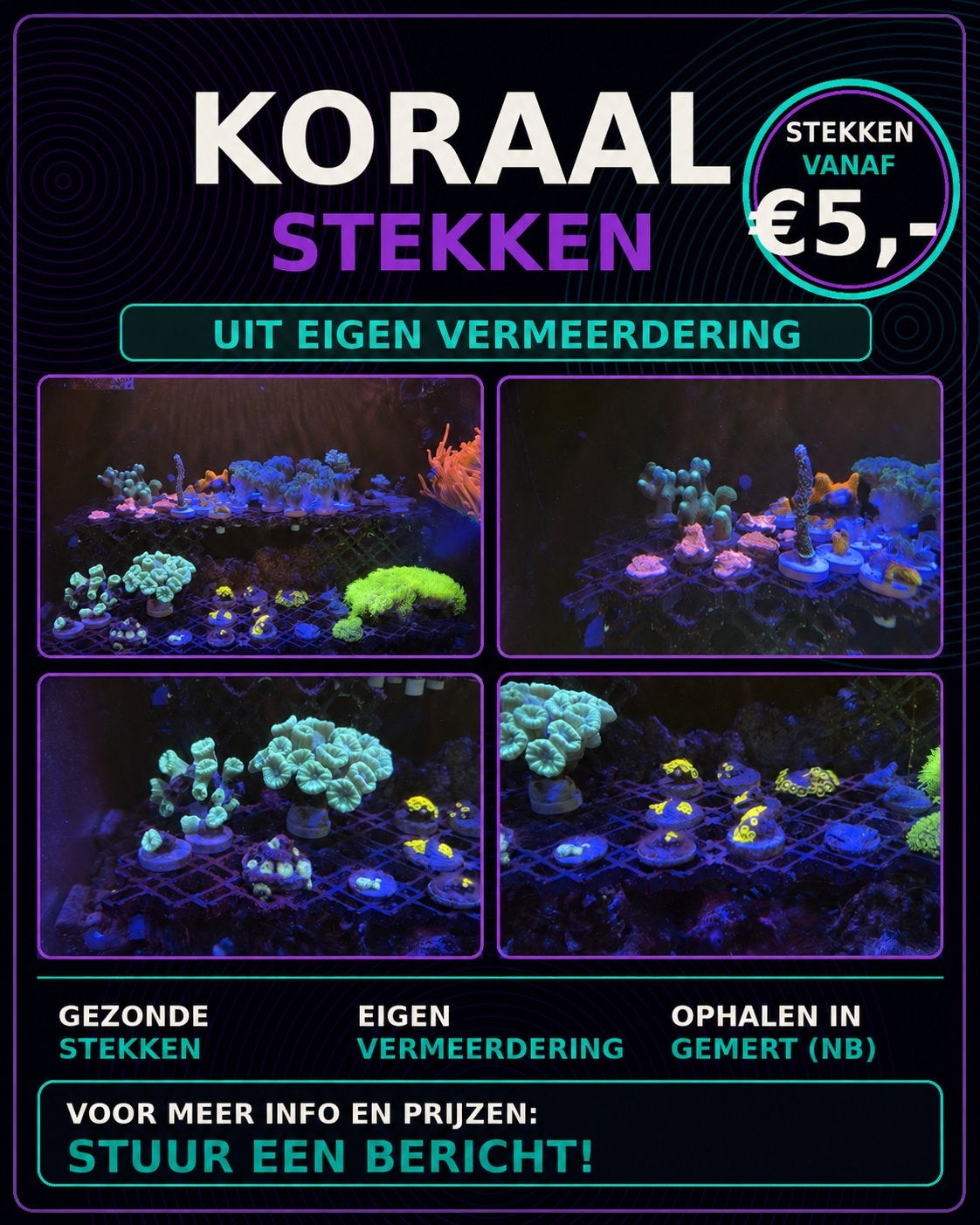 Koraal stekken vanaf €5,- | LPS & SPS | Eigen vermeerdering, Overige typen, Zoutwatervis