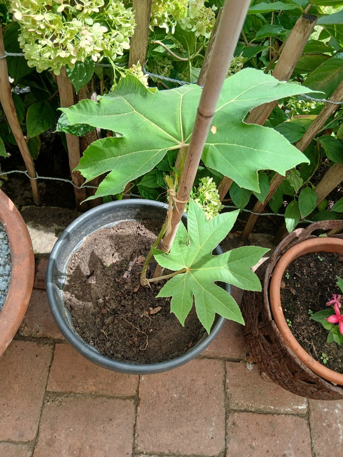 tetrapanax rijstpapierplant, Tuin en Terras, Ophalen, Overige soorten, Volle zon