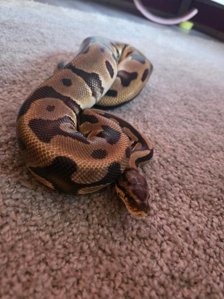 Ballpython, koningspython Ball Python - female for sale from Samira