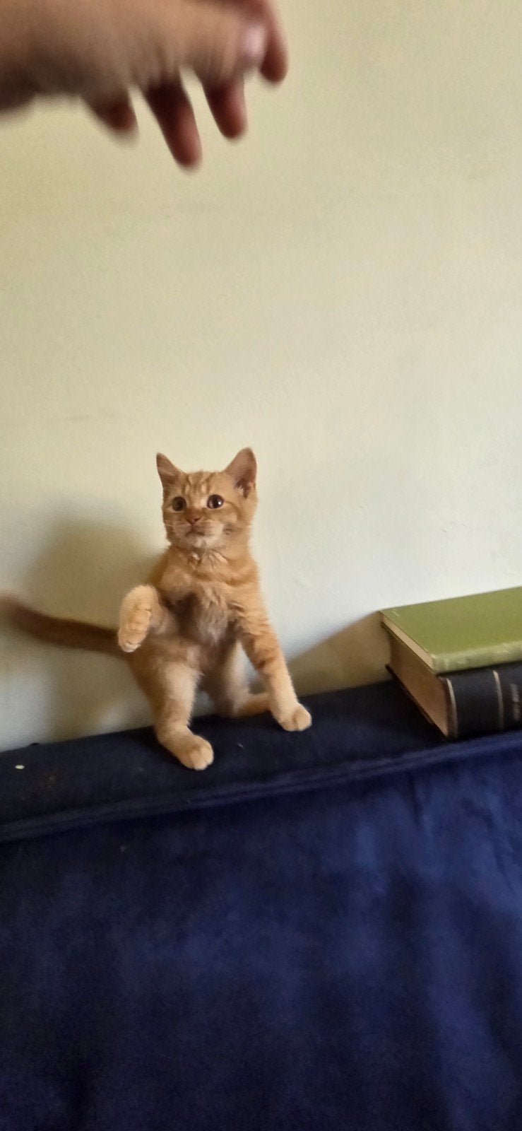 Britse korthaar katertje laatste van het nestje, Dieren en Toebehoren, Kater, Ontwormd, 0 tot 2 jaar