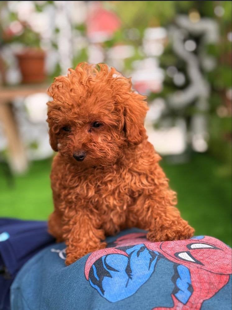 ToyPoodle pup Fluffy miniTeefje, Poedel, 8 tot 15 weken, Teef, Eén hond