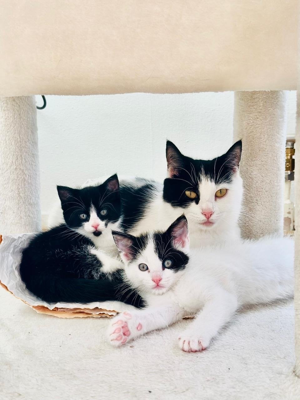 Lieve, zindelijke kittens zoeken een warm mandje!, Meerdere dieren