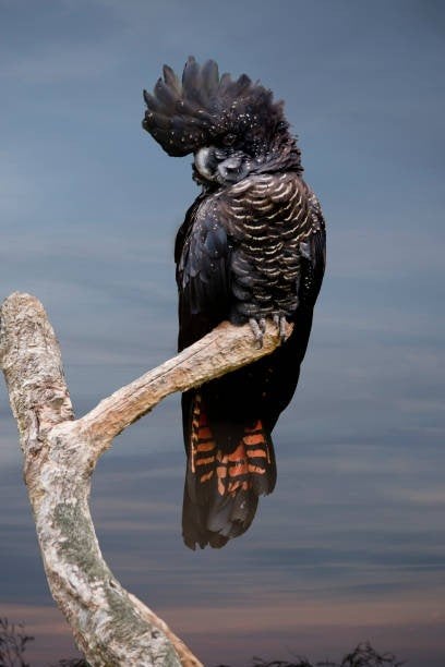 GEZOCHT Roodstaartraafkaketoe KOPPEL, Meerdere dieren, Geringd