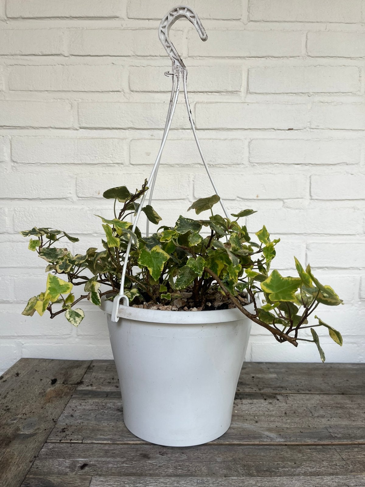 Bonte Klimop (Hedera) in hangpot, Vaste plant, Ophalen of Verzenden, Bloeit niet, Halfschaduw
