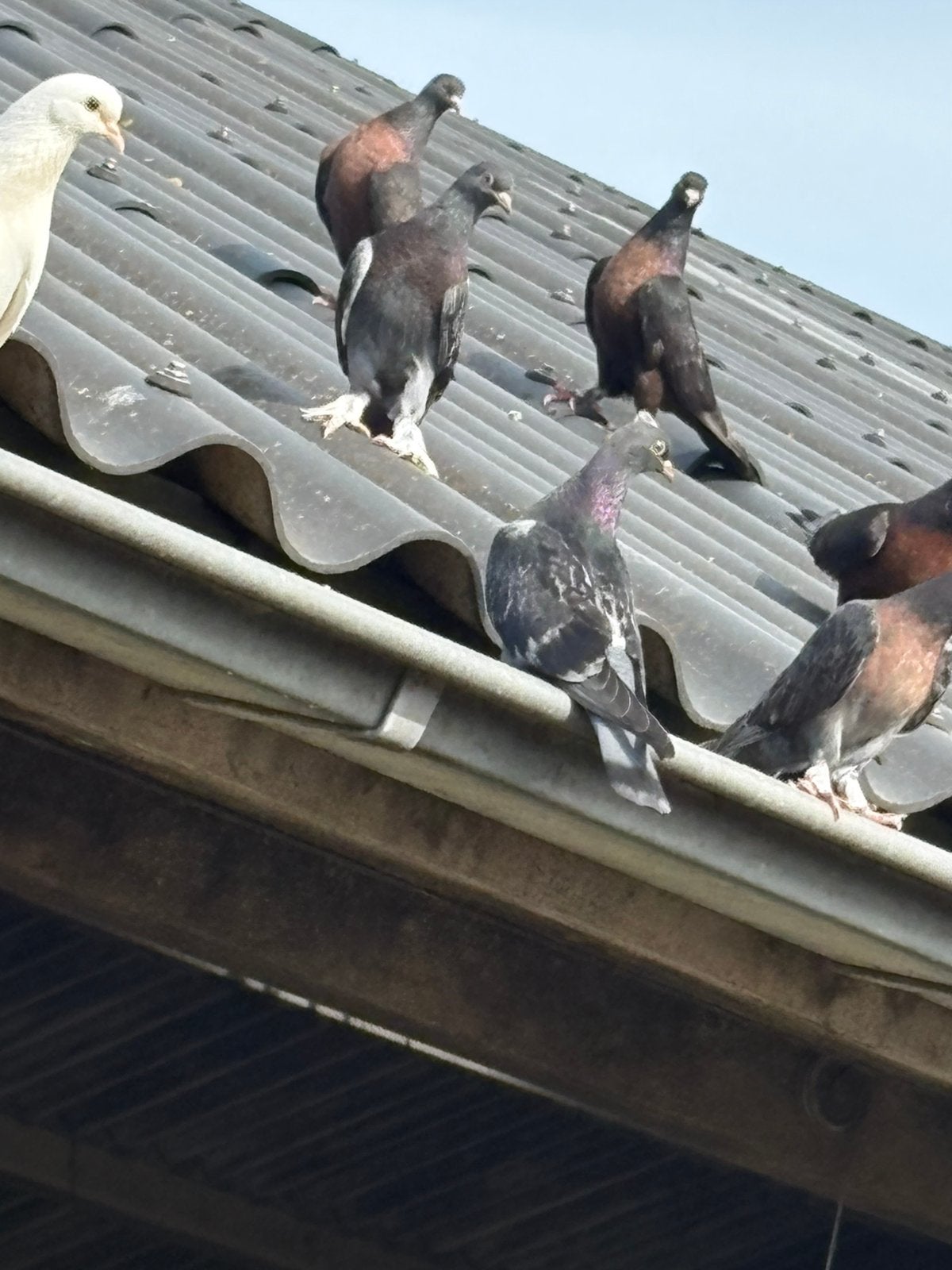 3 jonge takla duiven, Meerdere dieren, Postduif