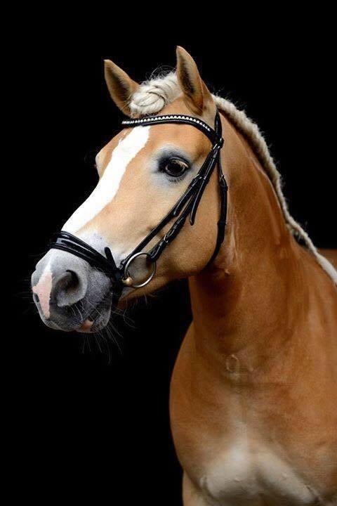 Leuke veelzijdige haflinger ruin, Dieren en Toebehoren, Pony's, E pony (1.48m - 1.57m), Met stamboom, Ruin, Dressuurpony