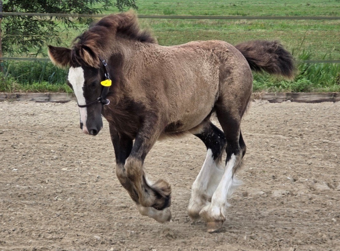 Knap en zeer aanhankelijk Irish Cob/Tinker hengstveulen, Minder dan 160 cm, Met stamboom, 0 tot 2 jaar, Hengst