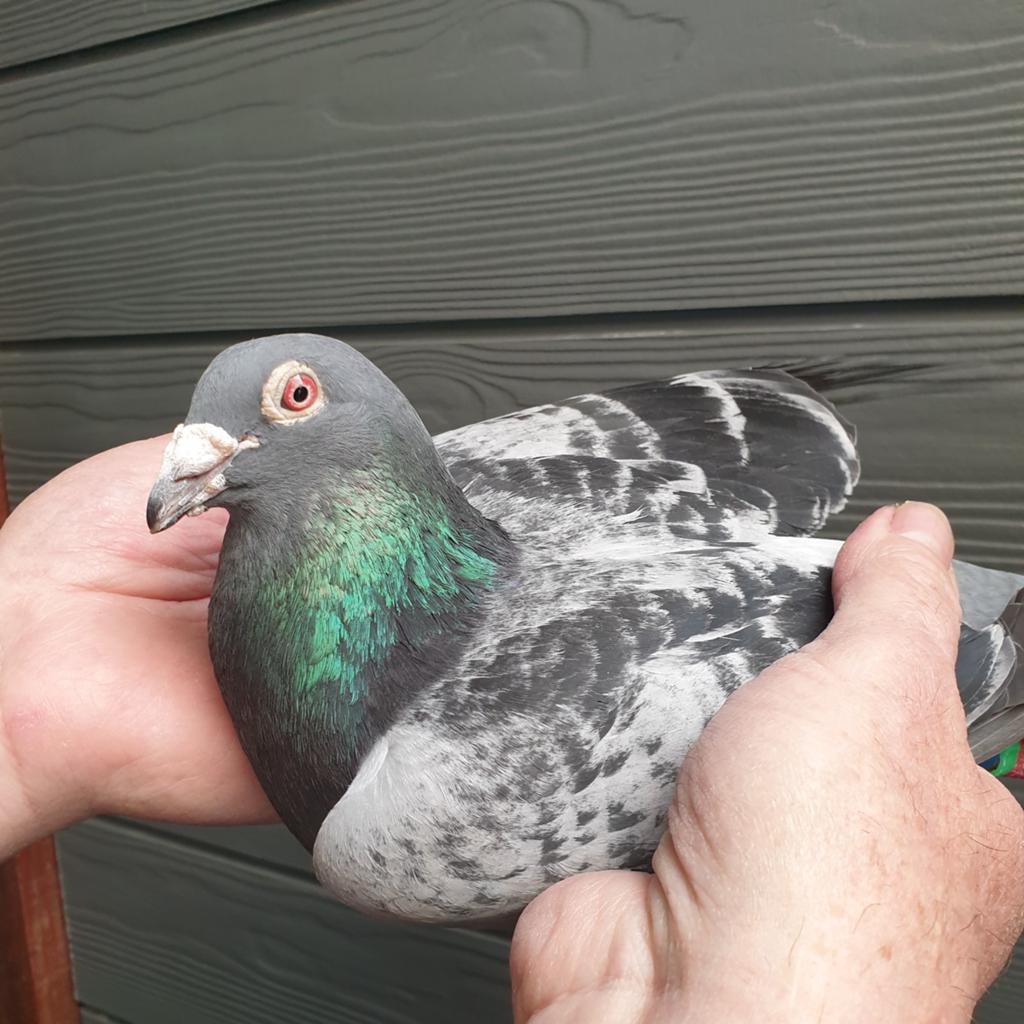 POSTDUIVEN PRACHT DOFFER COMB FOKKINGA NL 2024, Dieren en Toebehoren, Vogels | Duiven, Postduif, Mannelijk