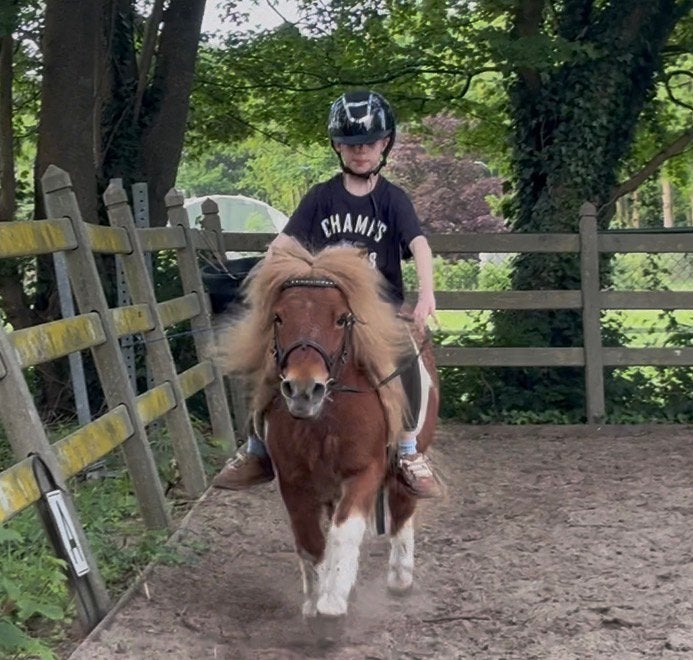 Super leuke grote Shetlander 'Tommie' zoekt lease-maatje!, Overige merken, Ophalen, Nieuw