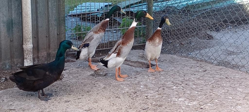 Eenden, Dieren en Toebehoren, Pluimvee, Mannelijk, Eend