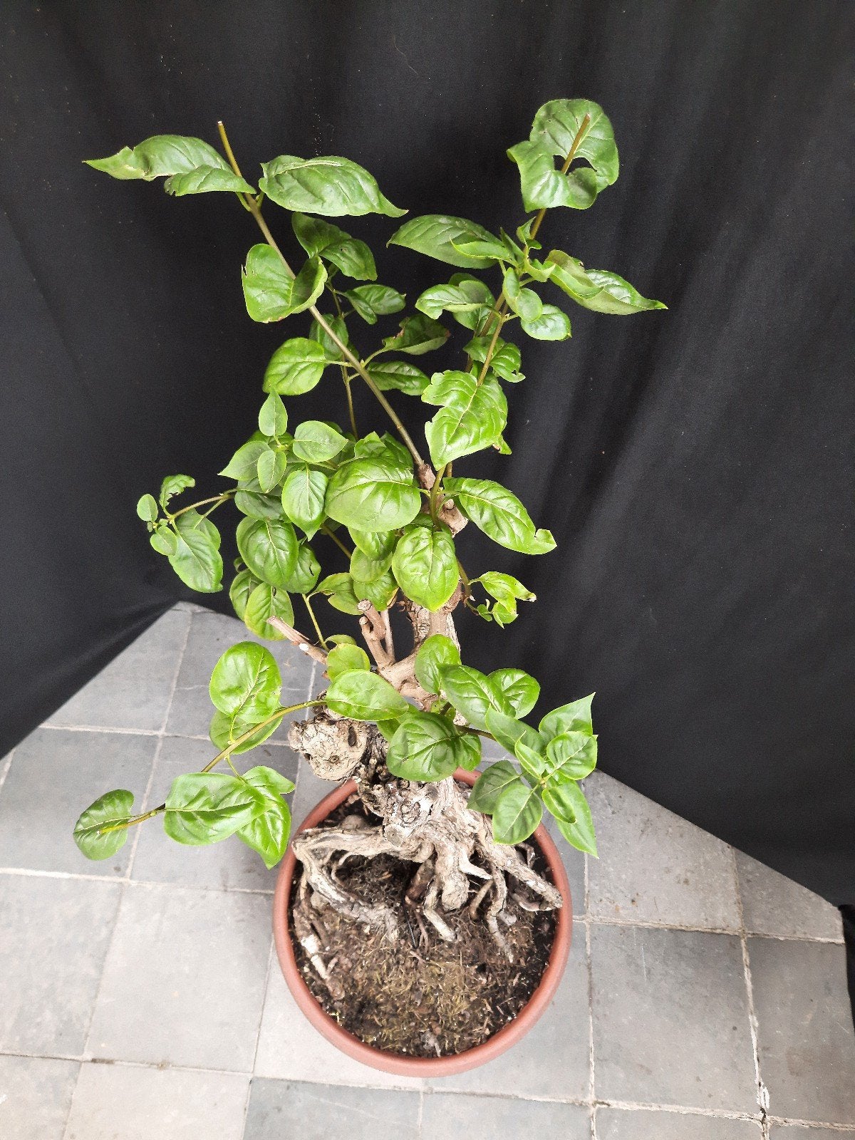 Bonsai Sering, Tuin en Terras, Ophalen of Verzenden