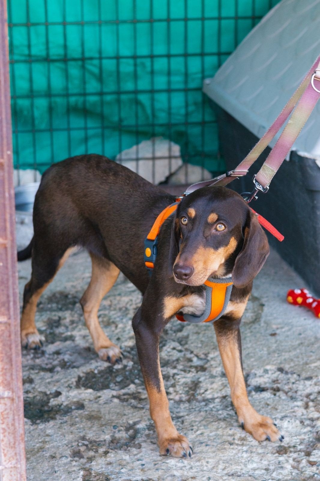 Cinnamon verblijft in Cyprus, 1 tot 2 jaar, Buitenland, Teef, Parvo