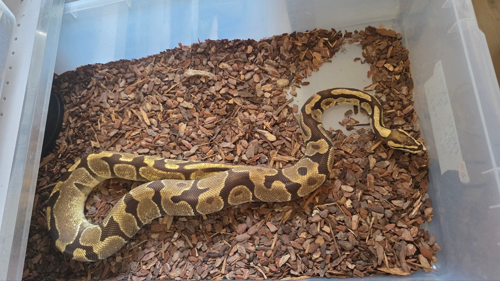 Koningspython Pastel Enchi Fire Het Clown vrouw Ball Python - female for sale from E. Heuperman