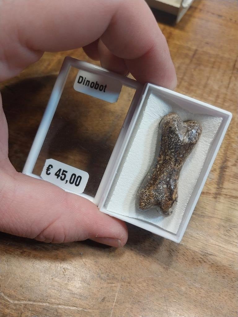 Gepolijst versteend dinosaurus bot, Verzamelen, Mineralen en Fossielen, Ophalen of Verzenden