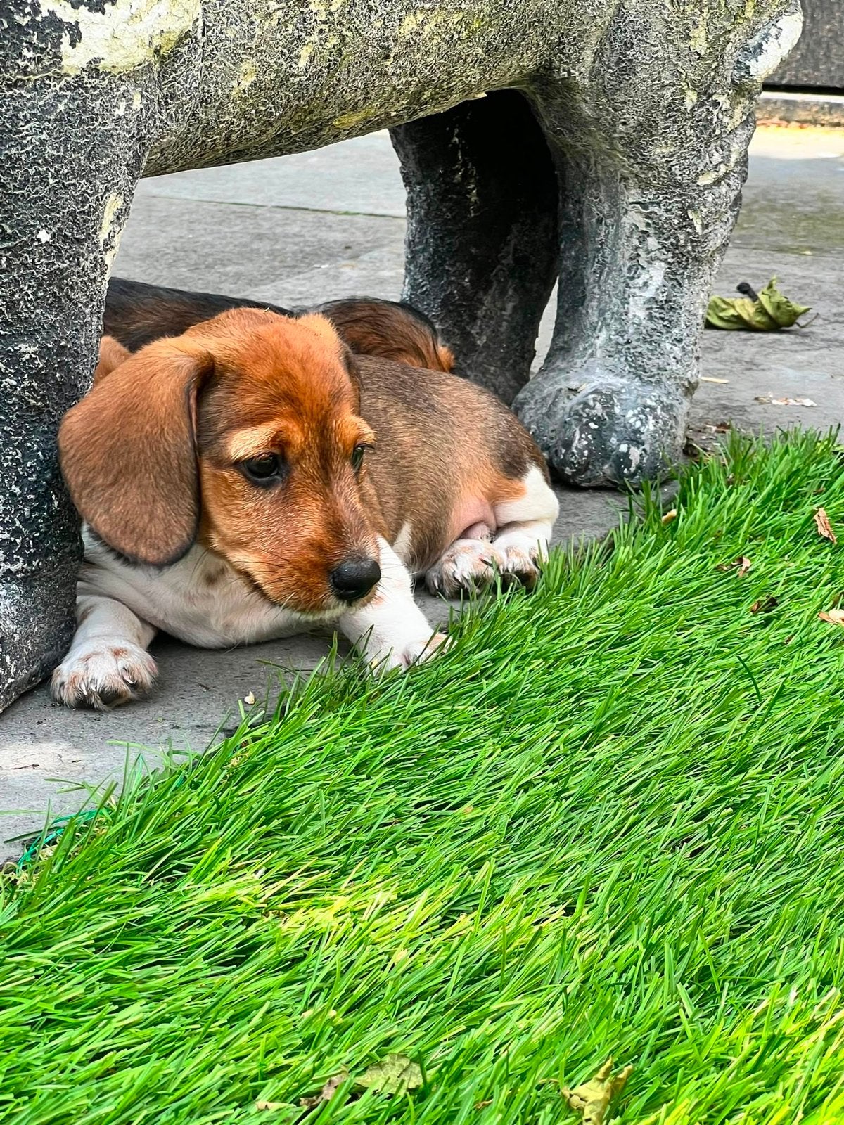 Ruwharige  piebald teckel pup, Dieren en Toebehoren, Honden | Teckels en Dashonden, Parvo, Reu, 8 tot 15 weken, Dwerg