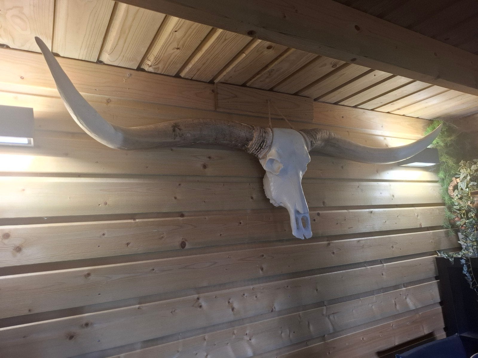 Longhorn schedel, Ophalen of Verzenden