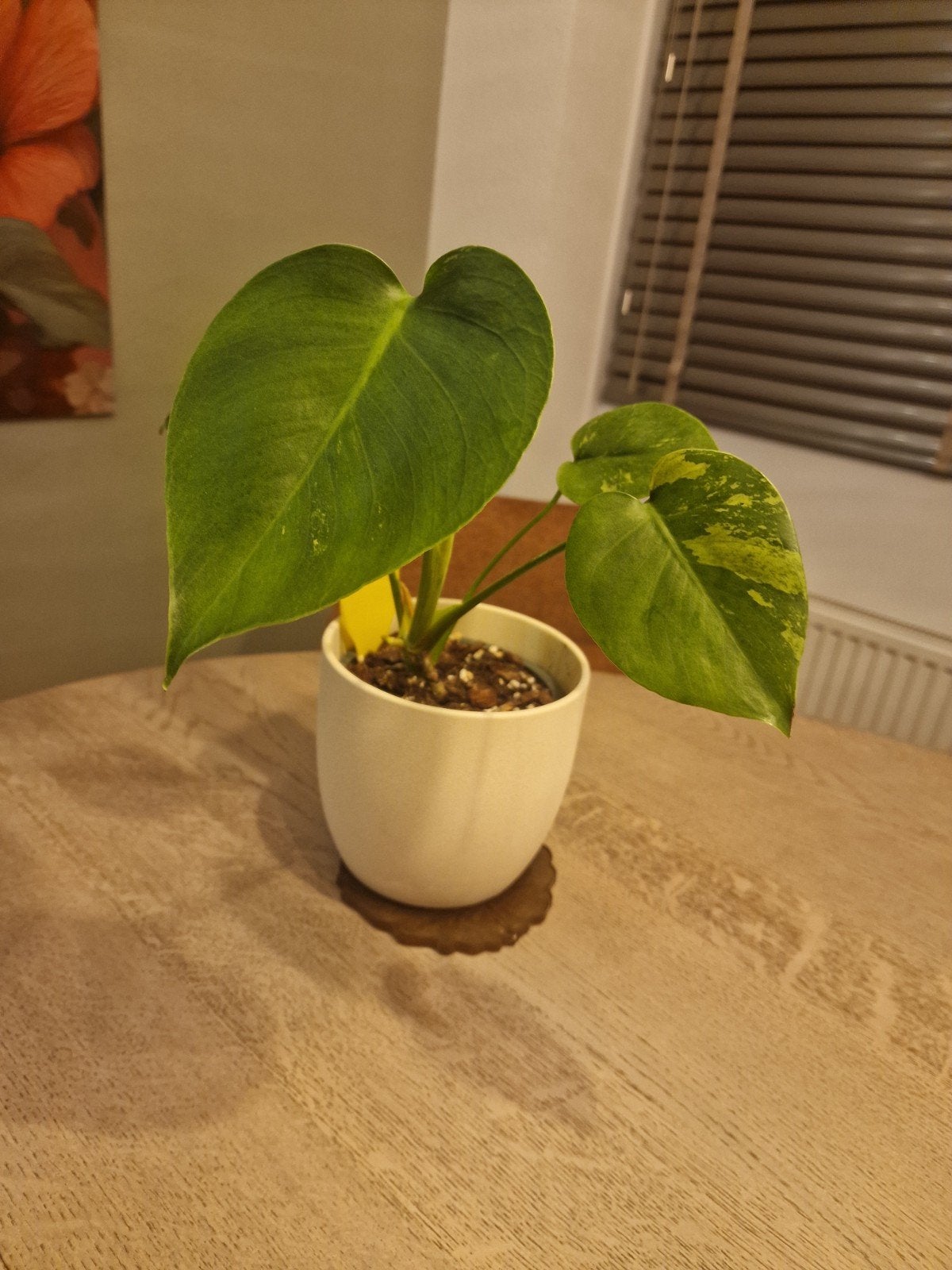 Monstera jungle mint lemon lime sport NOID, Ophalen of Verzenden, Halfschaduw, Minder dan 100 cm