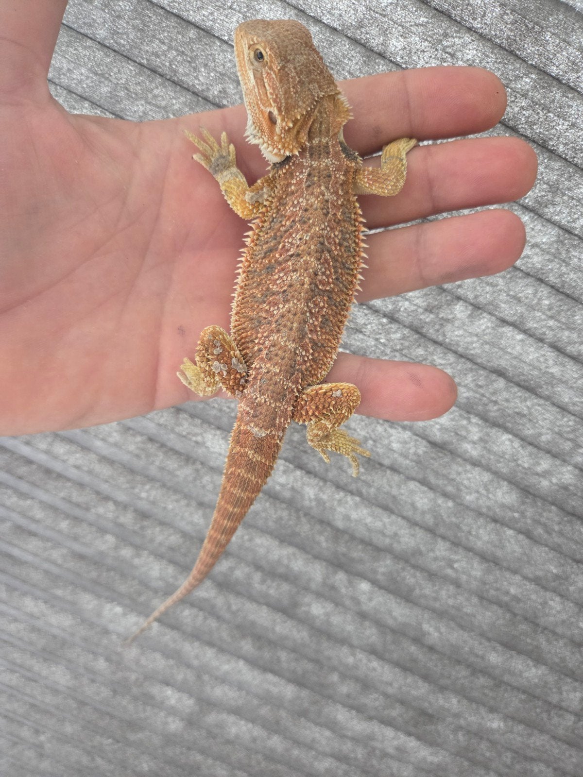 Baardagaam Pogona Vitticeps Red Orange Leatherback Bearded Dragon photo 3