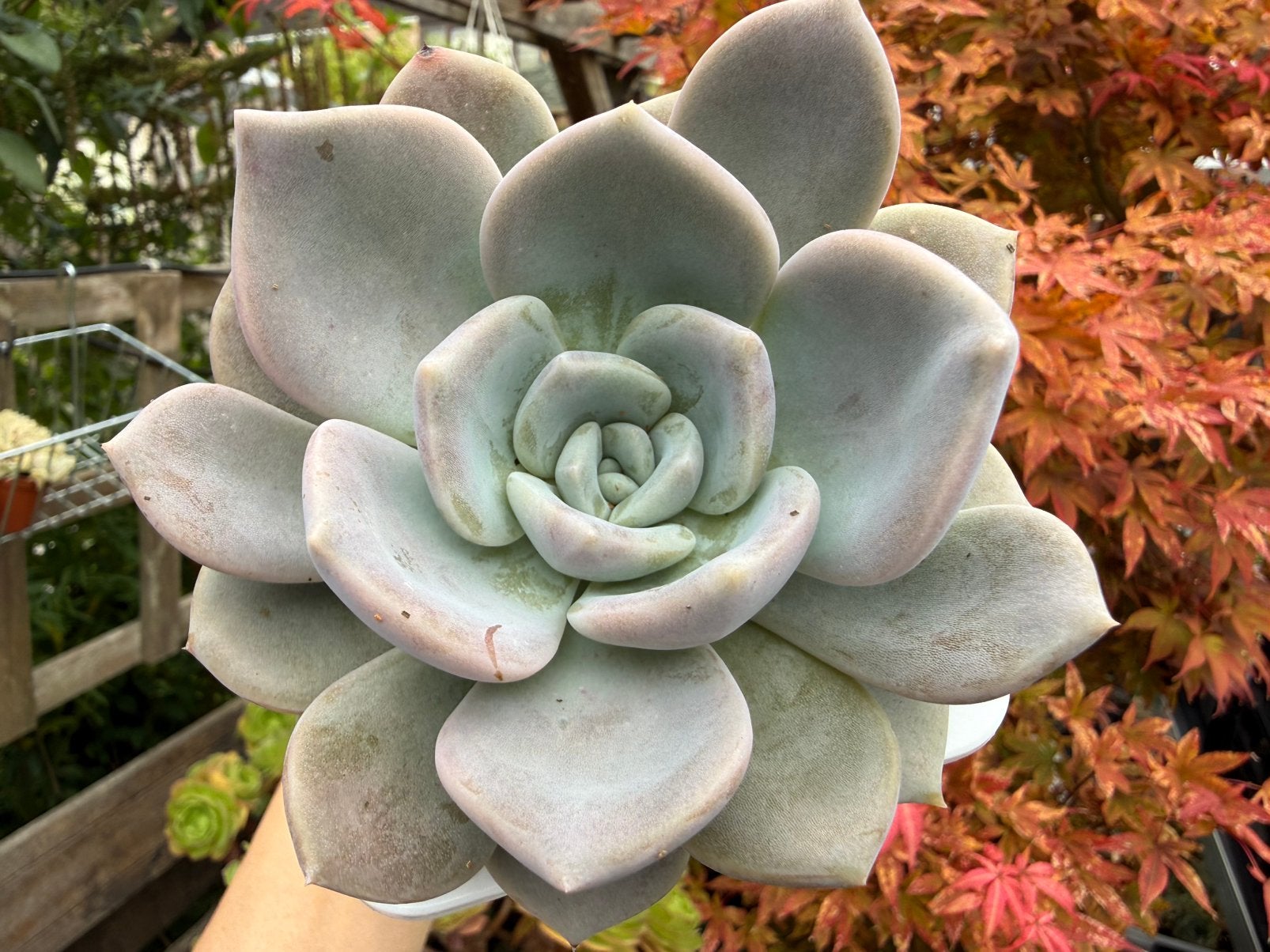 Echeveria Garoto/pot 9cm/vetplant/succulent, Ophalen of Verzenden, Halfschaduw, Minder dan 100 cm