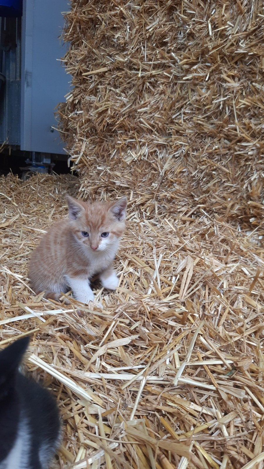 Boerderijkittens, Kater, Kortharig, 0 tot 2 jaar