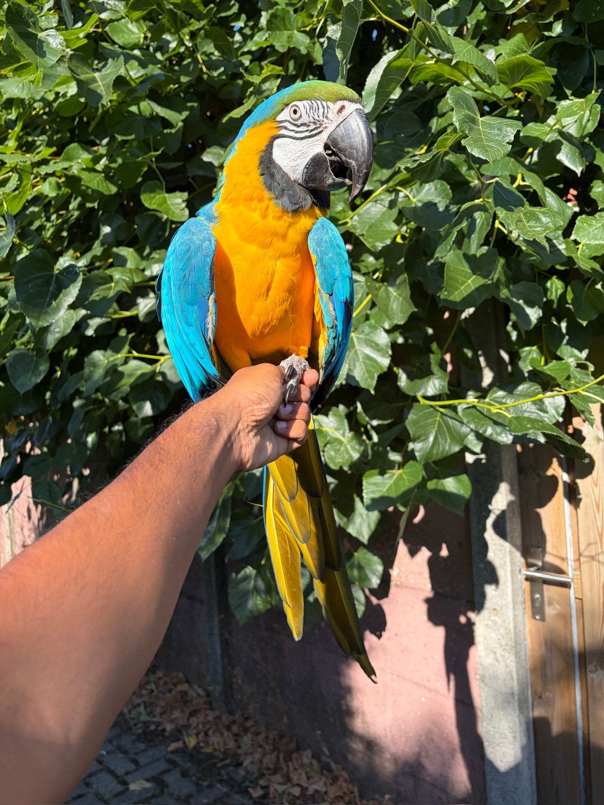 Supertamme Blauwgele Ara! Praat ontzettend veel!, Dieren en Toebehoren, Vogels | Parkieten en Papegaaien, Mannelijk, Papegaai