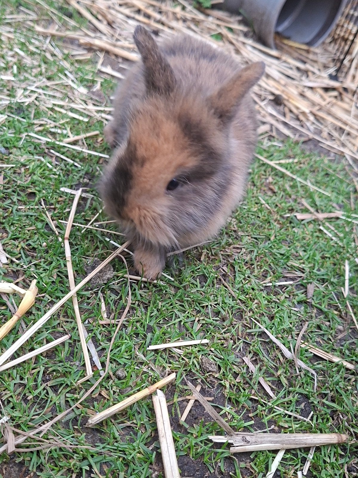 Konijn (mannetje) minilop/leeuwenkop (mag nest nu verlaten), Dieren en Toebehoren, Konijnen, Mannelijk, Dwerg, 0 tot 2 jaar
