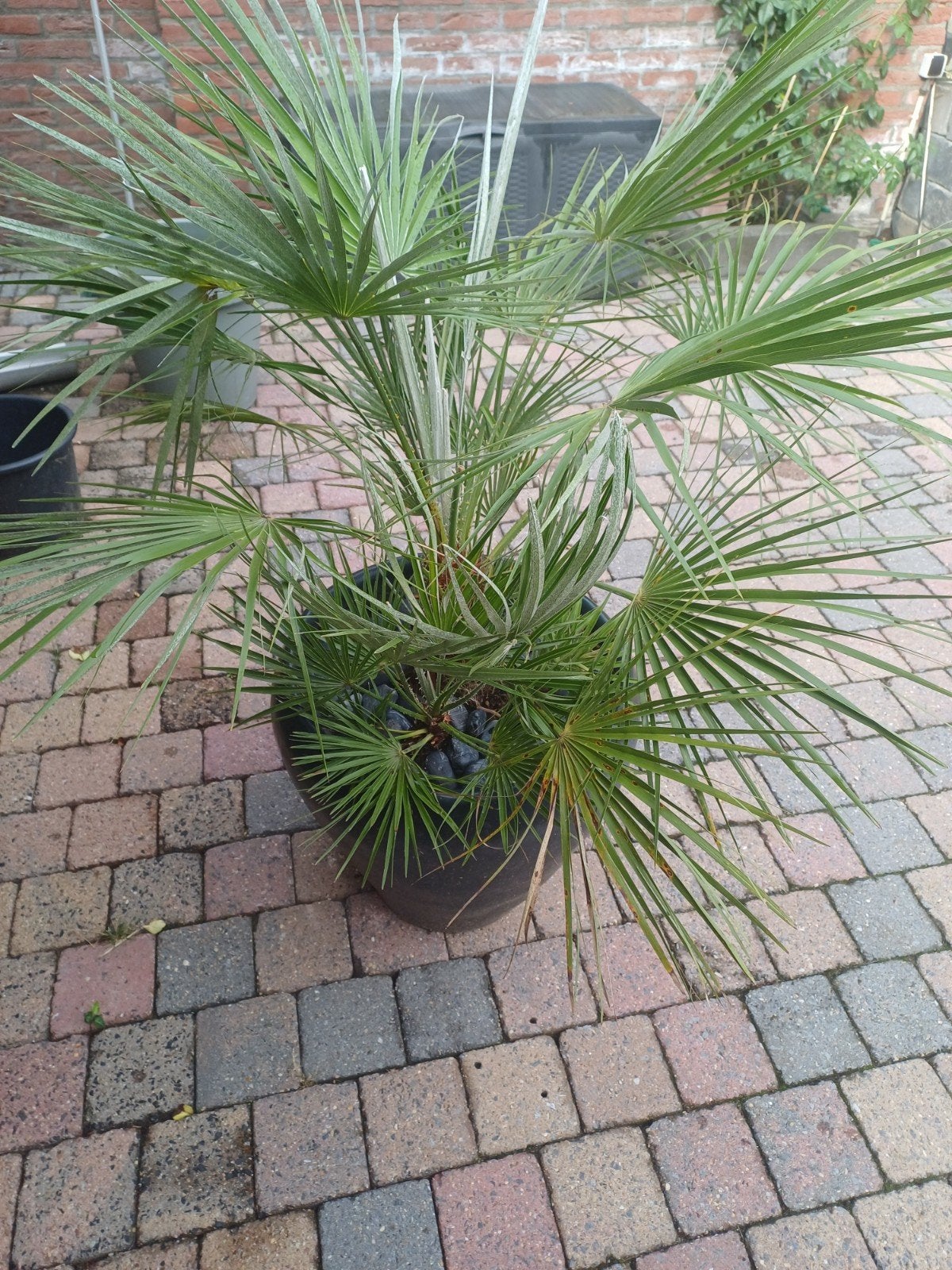 Trachycarpus Fortunei palmboom 1.20m met zwarte pot, Ophalen of Verzenden