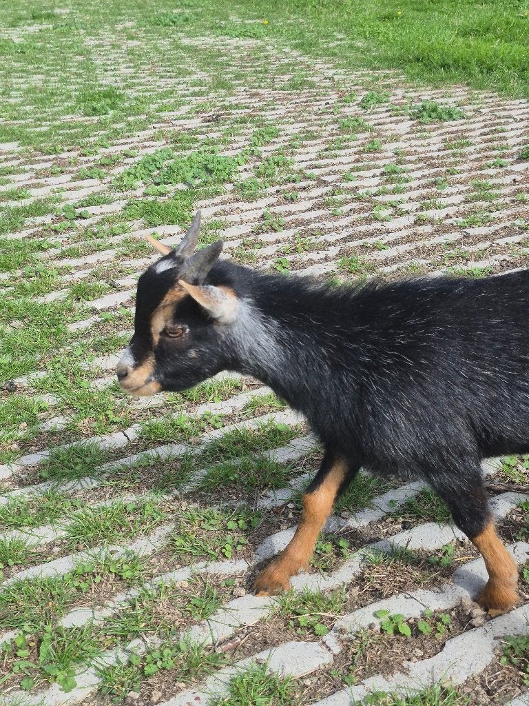 zwartschimmeltan dwergbok, Dieren en Toebehoren, Mannelijk, Geit, 0 tot 2 jaar