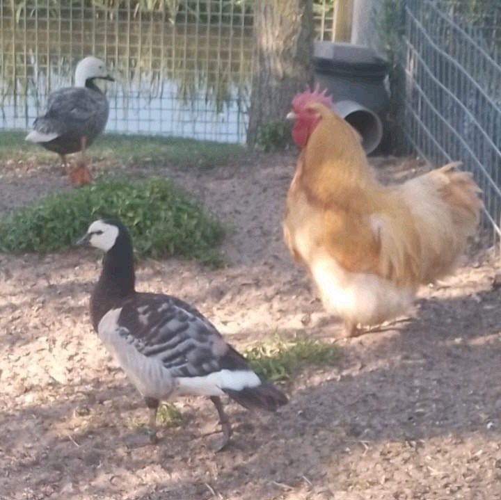 Overjarige brandgans man, Dieren en Toebehoren, Mannelijk, Gans of Zwaan