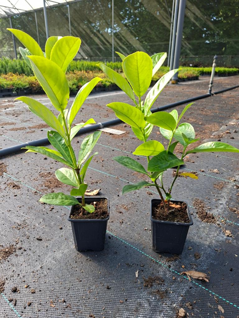 Prunus rotundifolia, Tuin en Terras, Planten | Struiken en Hagen, Ophalen of Verzenden, Laurier, Minder dan 100 cm