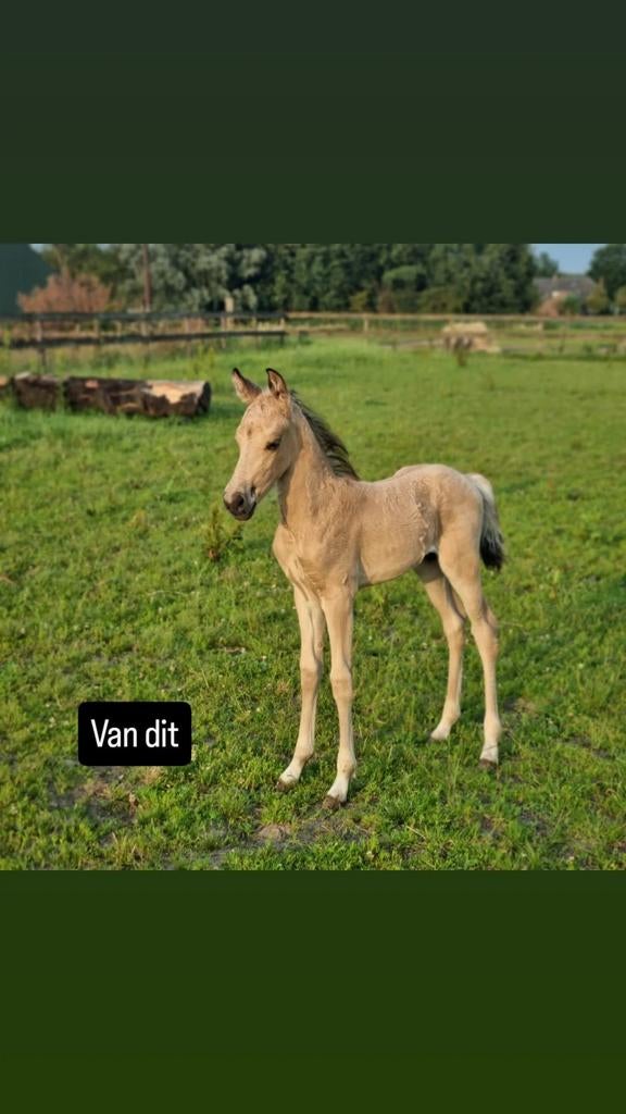 Prachtige valkkleurige ruin “Pringles” te koop, Ruin, 0 tot 2 jaar